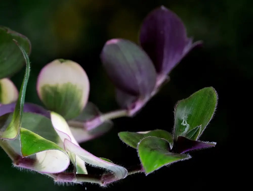 Tradescantia