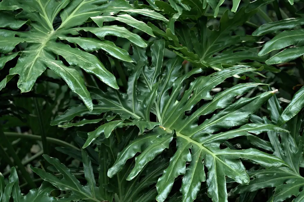 Philodendron