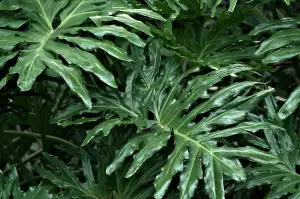 Philodendron